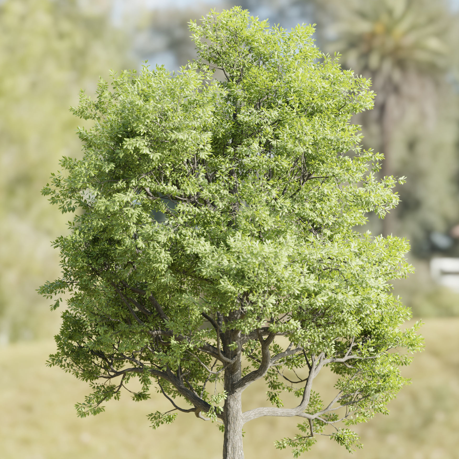 Paradise tree vol 94-Blender 3D model_4