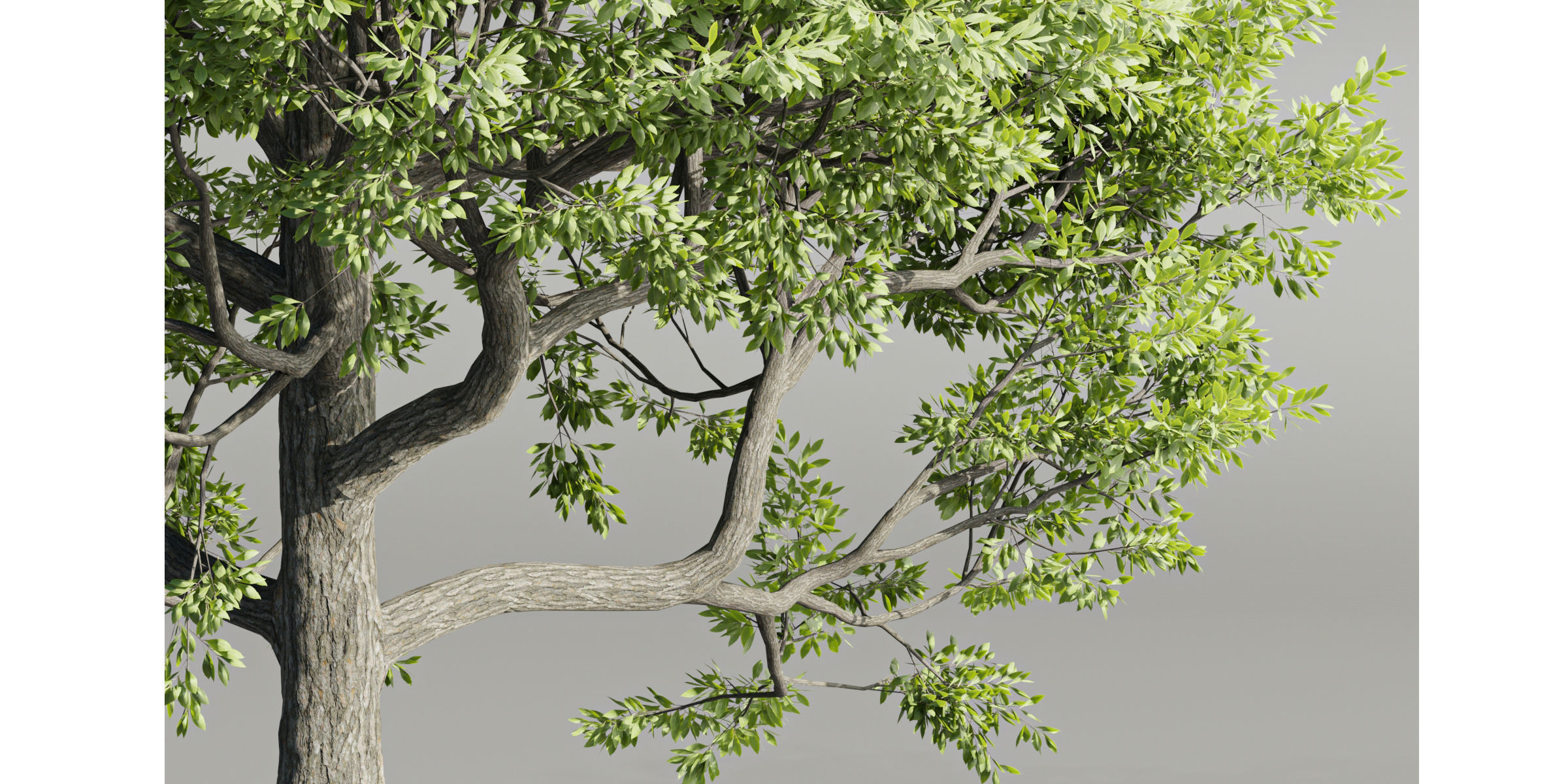 Paradise tree vol 94-Blender 3D model_6