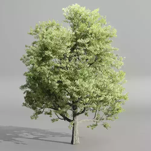 Paradise tree vol 94-Blender 3D model