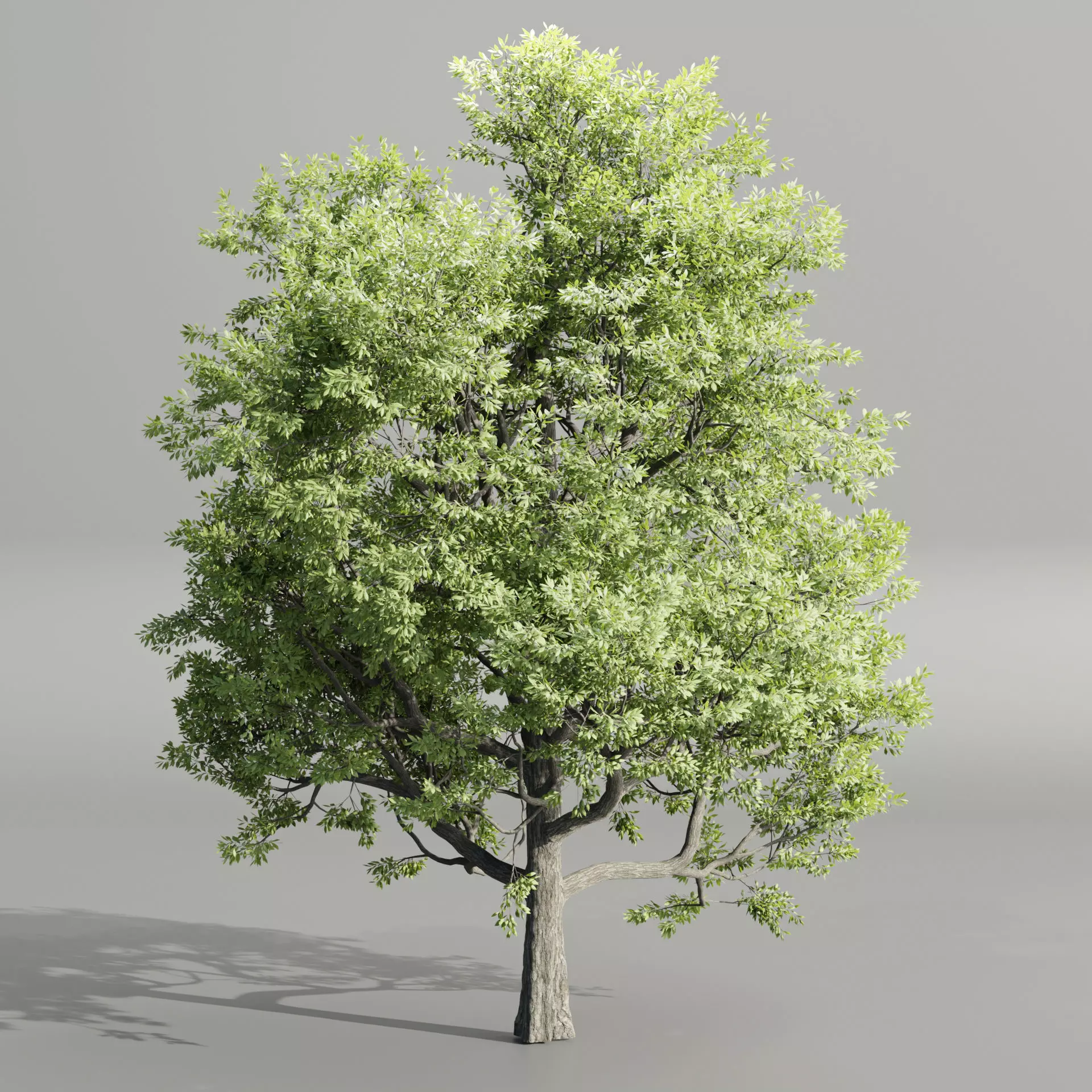 Paradise tree vol 94-Blender 3D model_0
