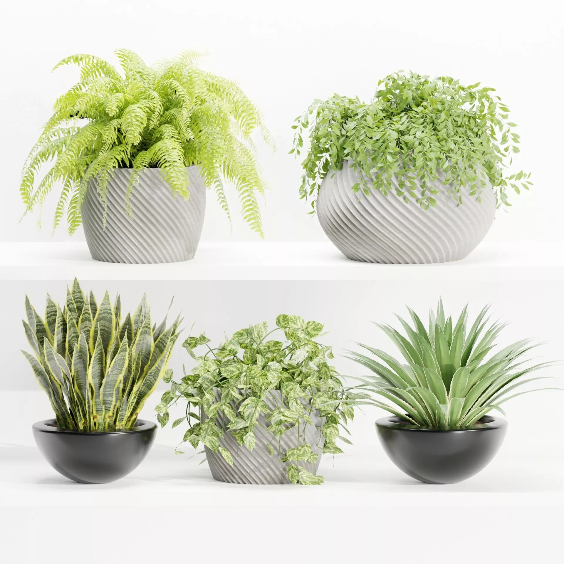 indoor plants on shelf collection vol 96-Blender 3D model