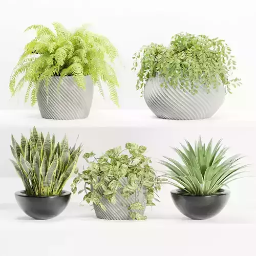 indoor plants on shelf collection vol 96-Blender