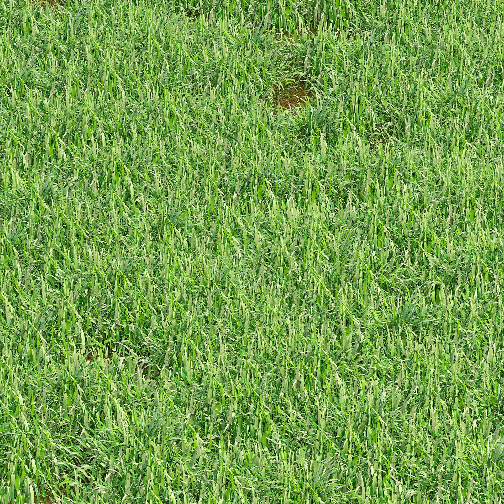 grass blades 3d model Low-poly 3D model_3