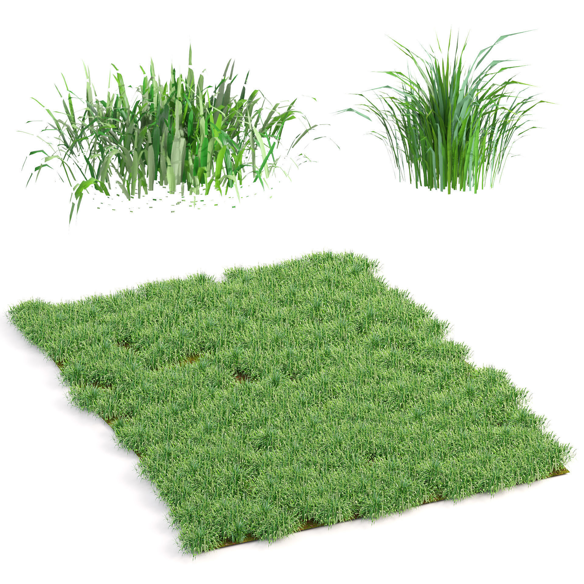 grass blades 3d model Low-poly 3D model_5