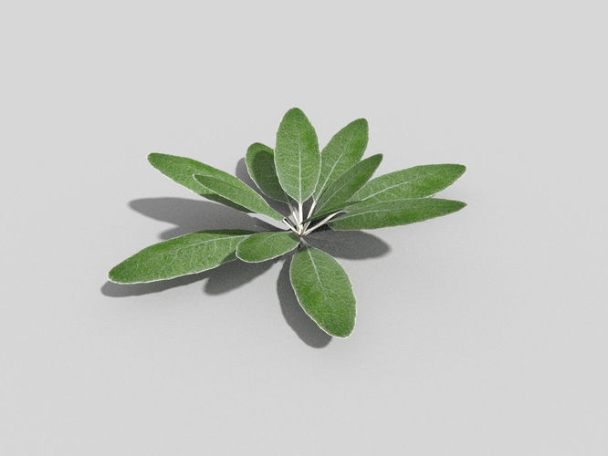 Low poly Plant sage leaf Low-poly 3D model