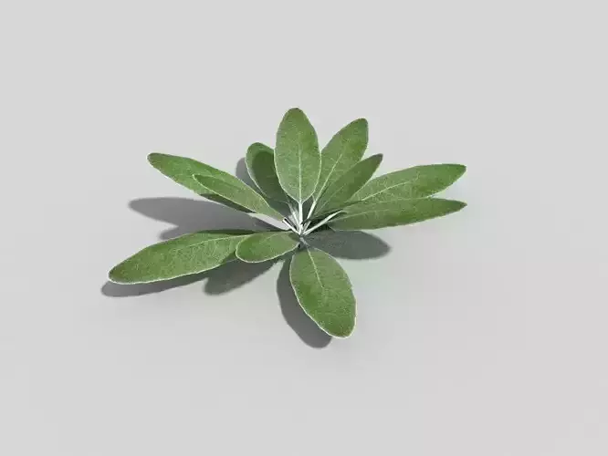 Low poly Plant sage leaf