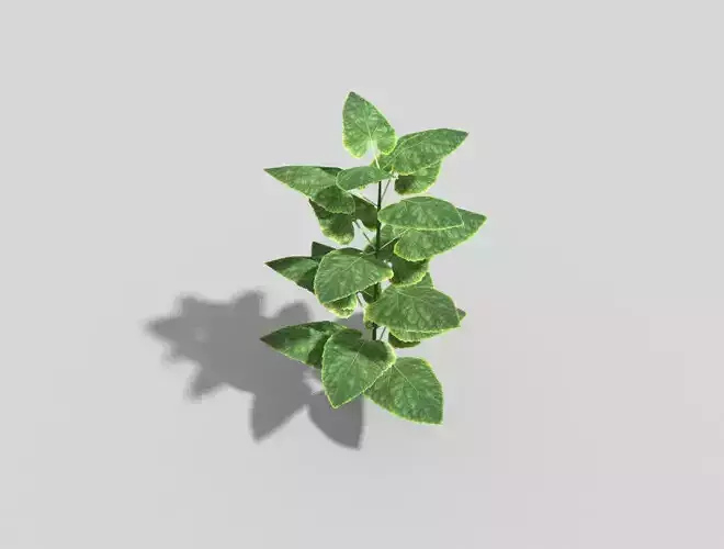 Low poly Plant Low-poly 3D model