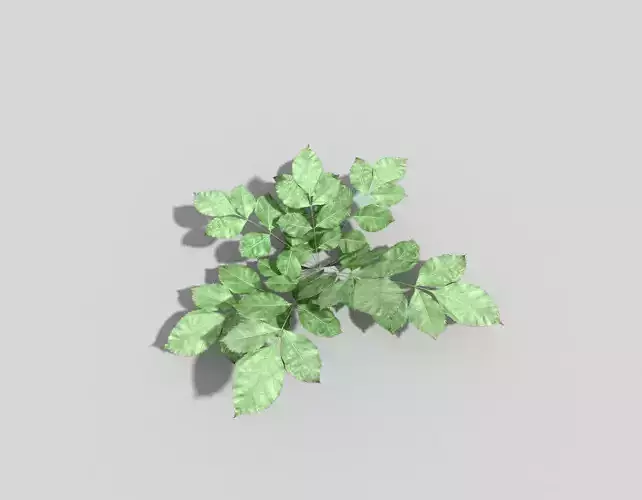Low poly Plant ivy Low-poly 3D model
