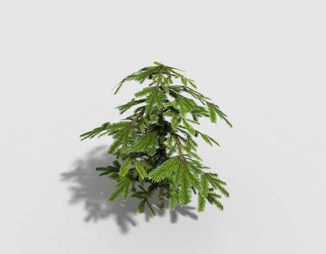 low poly shrub fir tree Low-poly 3D model