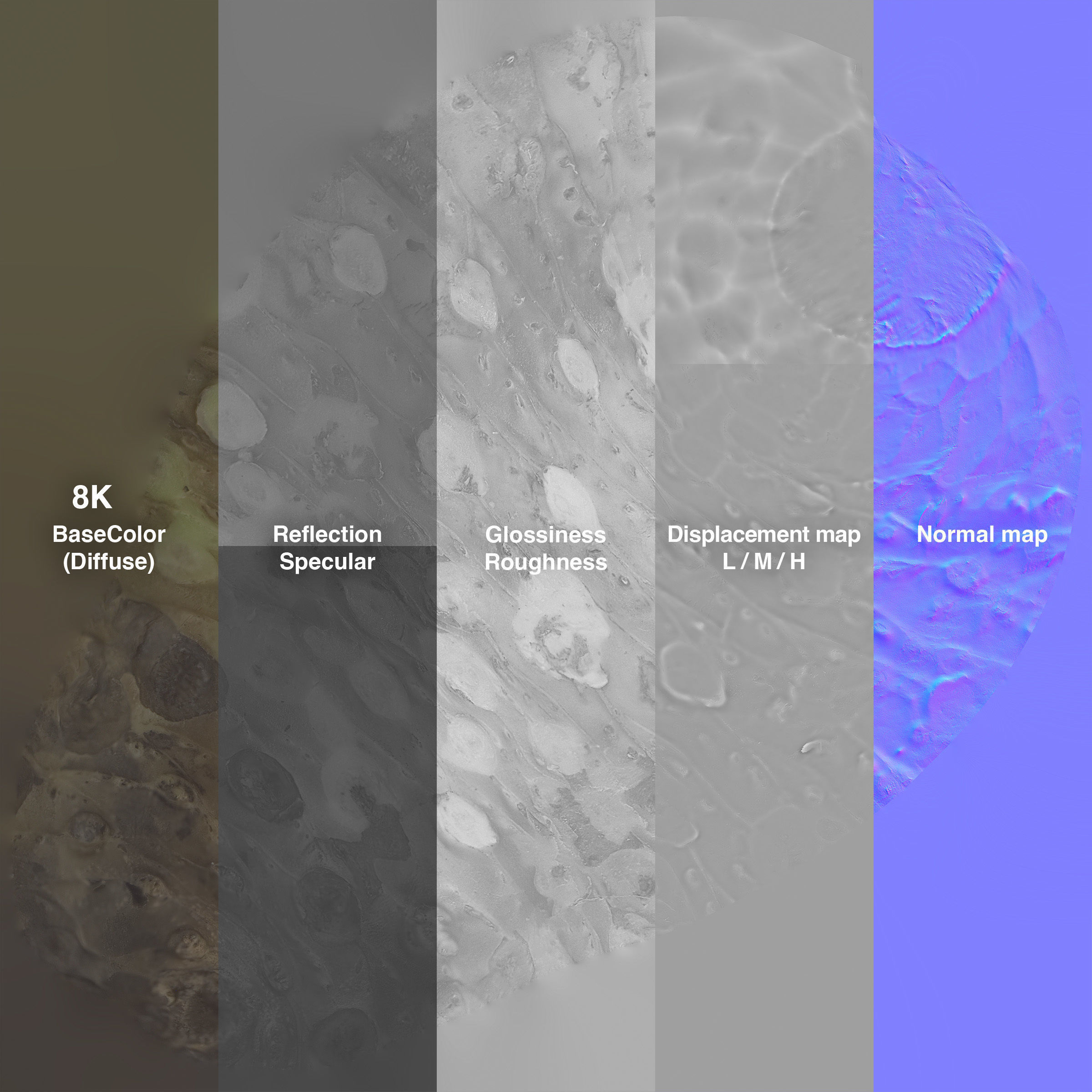 Sharkskin Wasabi Grater Set - Japanese horseradish Low-poly 3D model_30