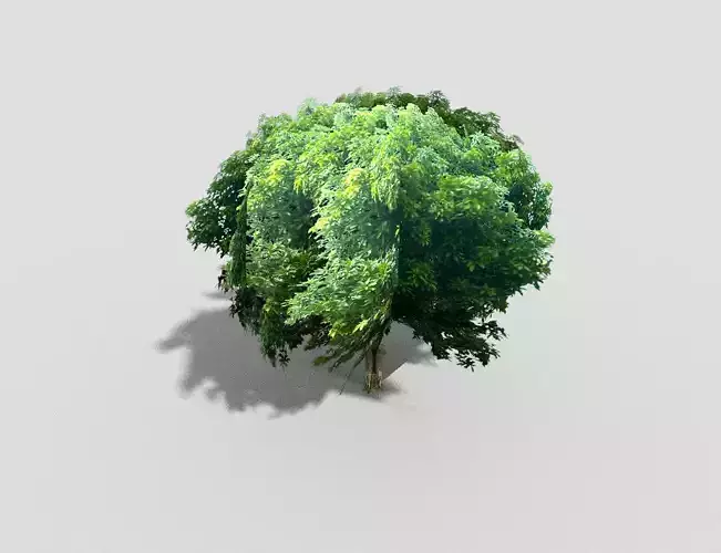 low poly tree in shape of circle Low-poly 3D model