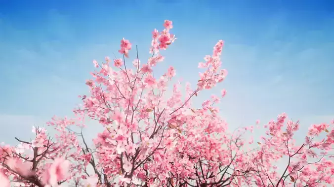 Ancient cherry blossom tree