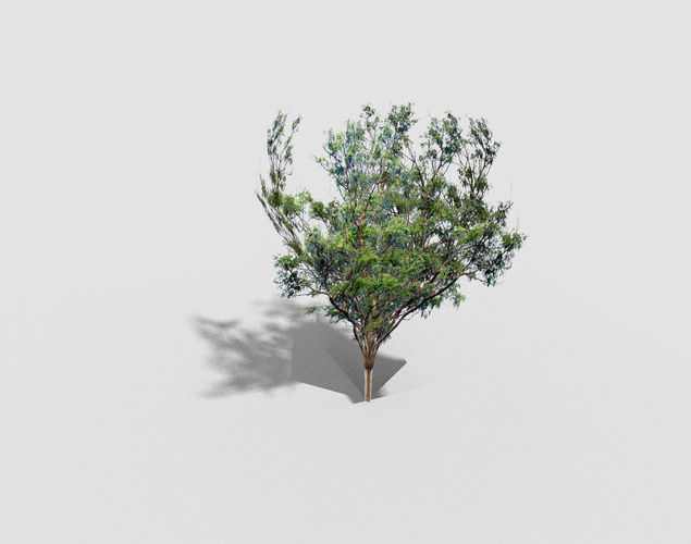 low poly tree eucalyptus Low-poly 3D model