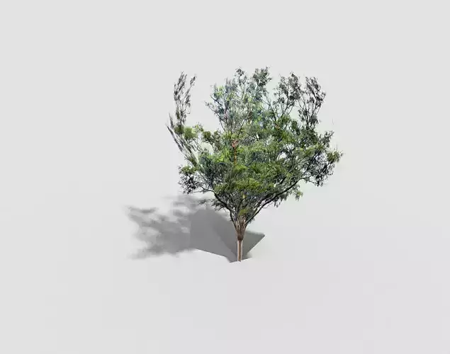 low poly tree eucalyptus Low-poly 3D model