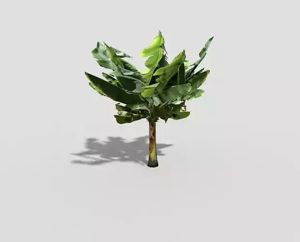 low poly banana tree