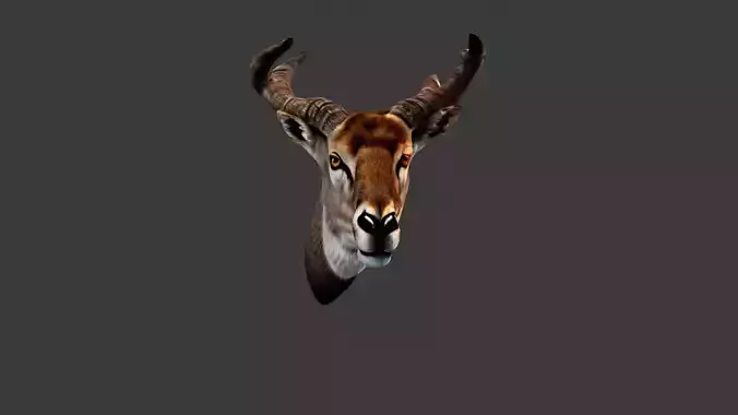 Deer Animal Head