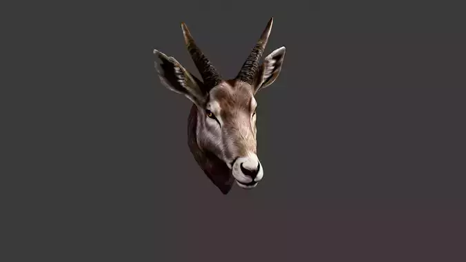 Deer Animal Head
