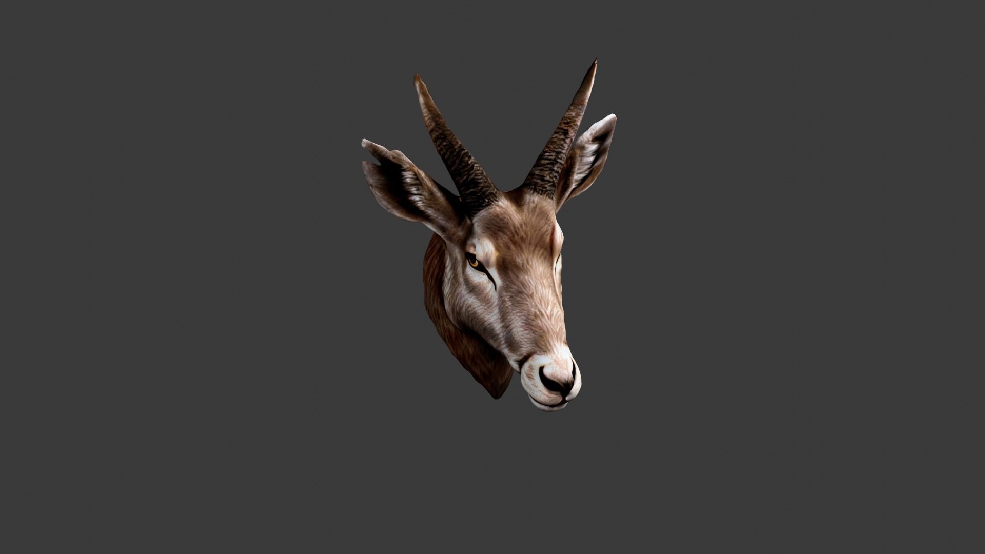 Deer Animal Head Low-poly 3D model_4