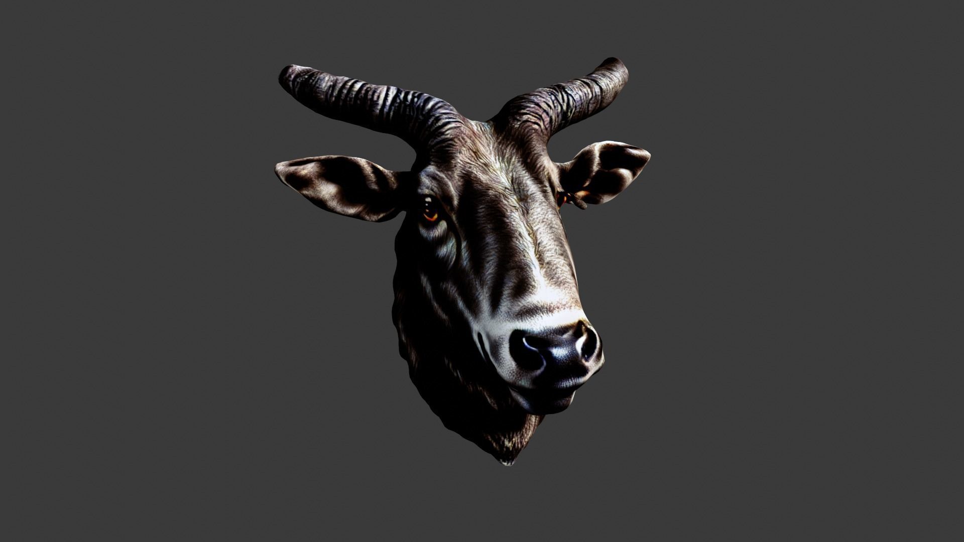 Bull Animal Head Low-poly 3D model_4