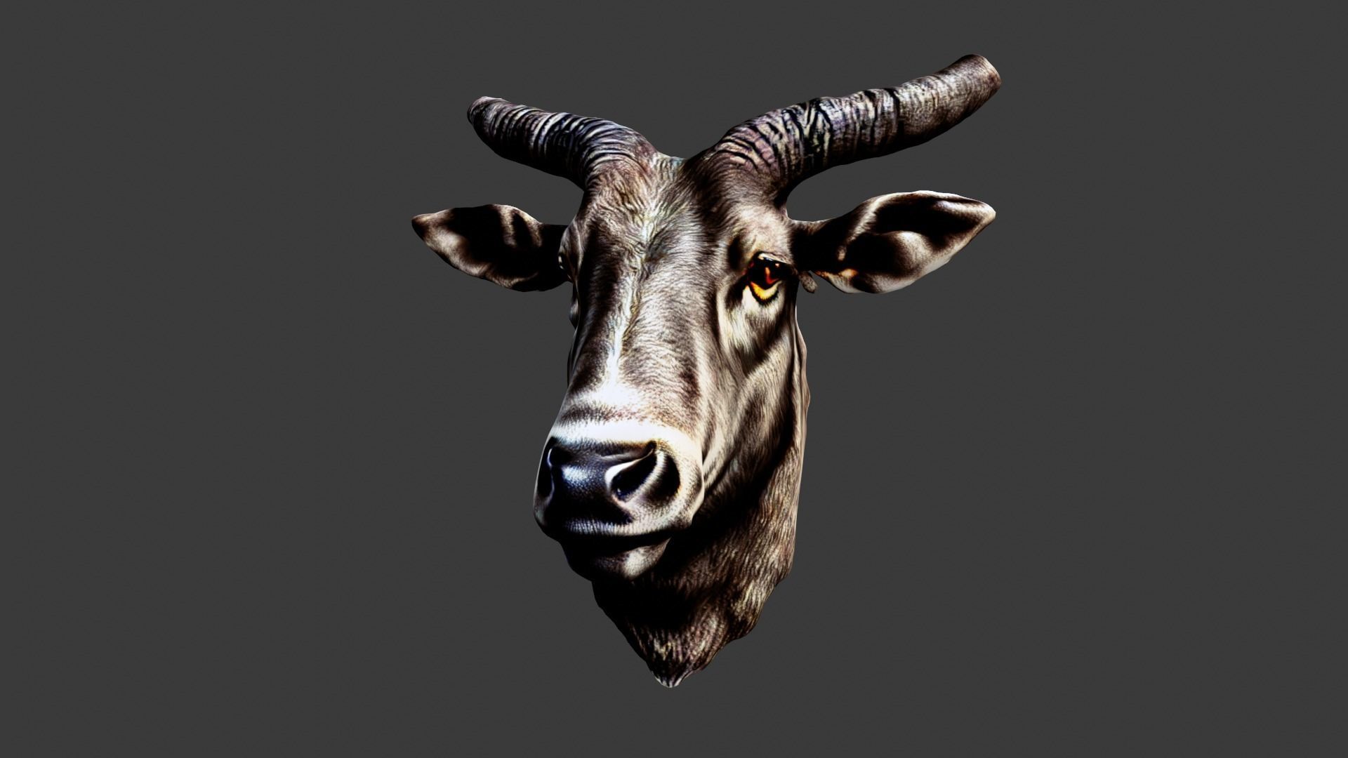 Bull Animal Head Low-poly 3D model_5