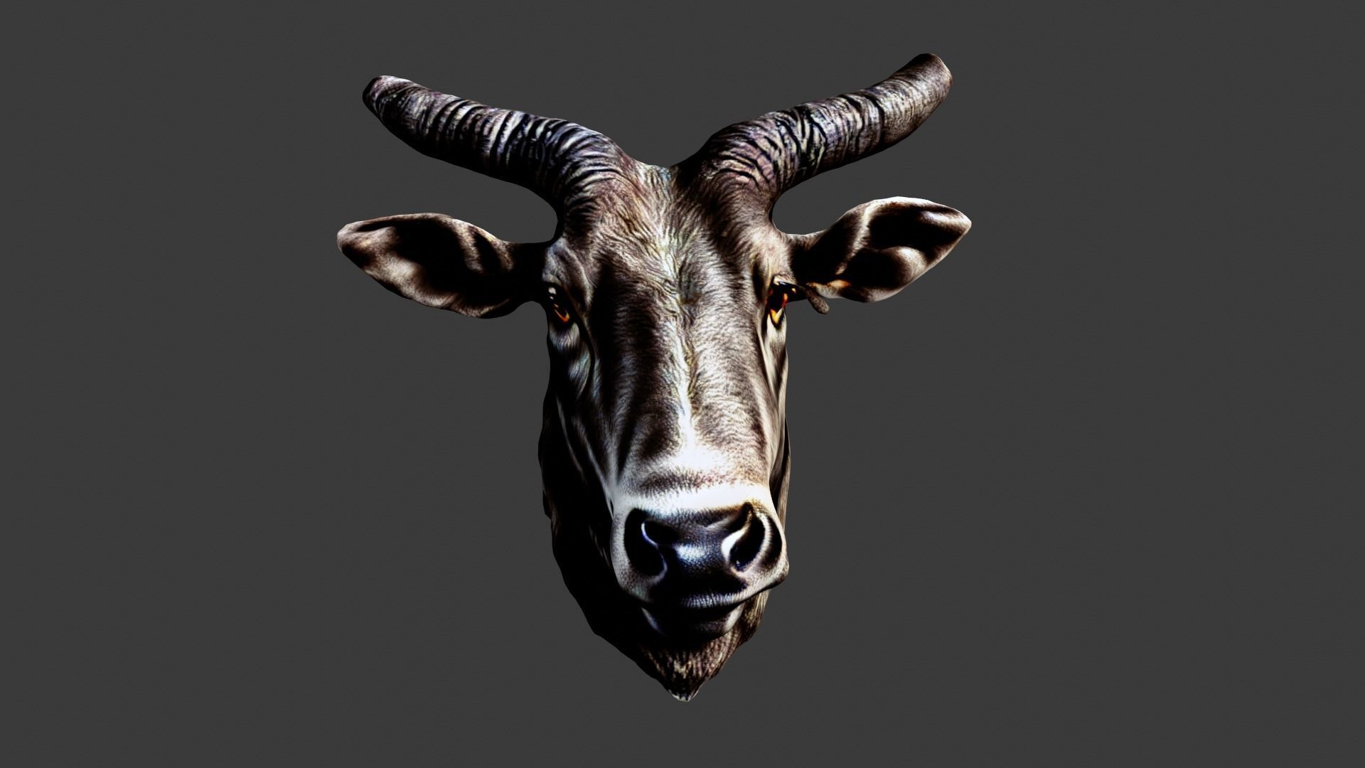 Bull Animal Head Low-poly 3D model_3