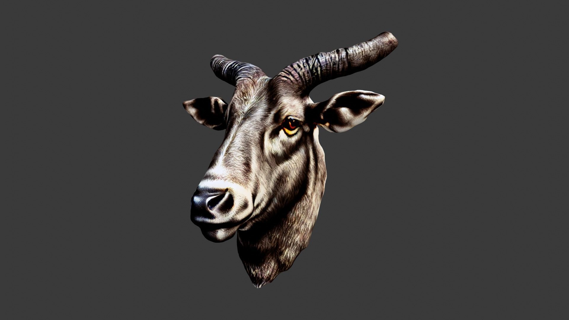 Bull Animal Head Low-poly 3D model_2