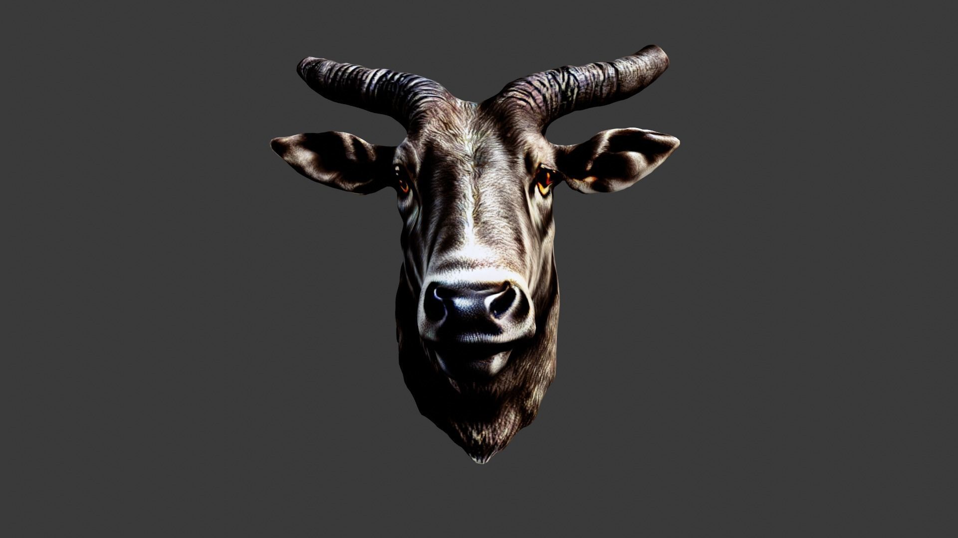 Bull Animal Head Low-poly 3D model_1