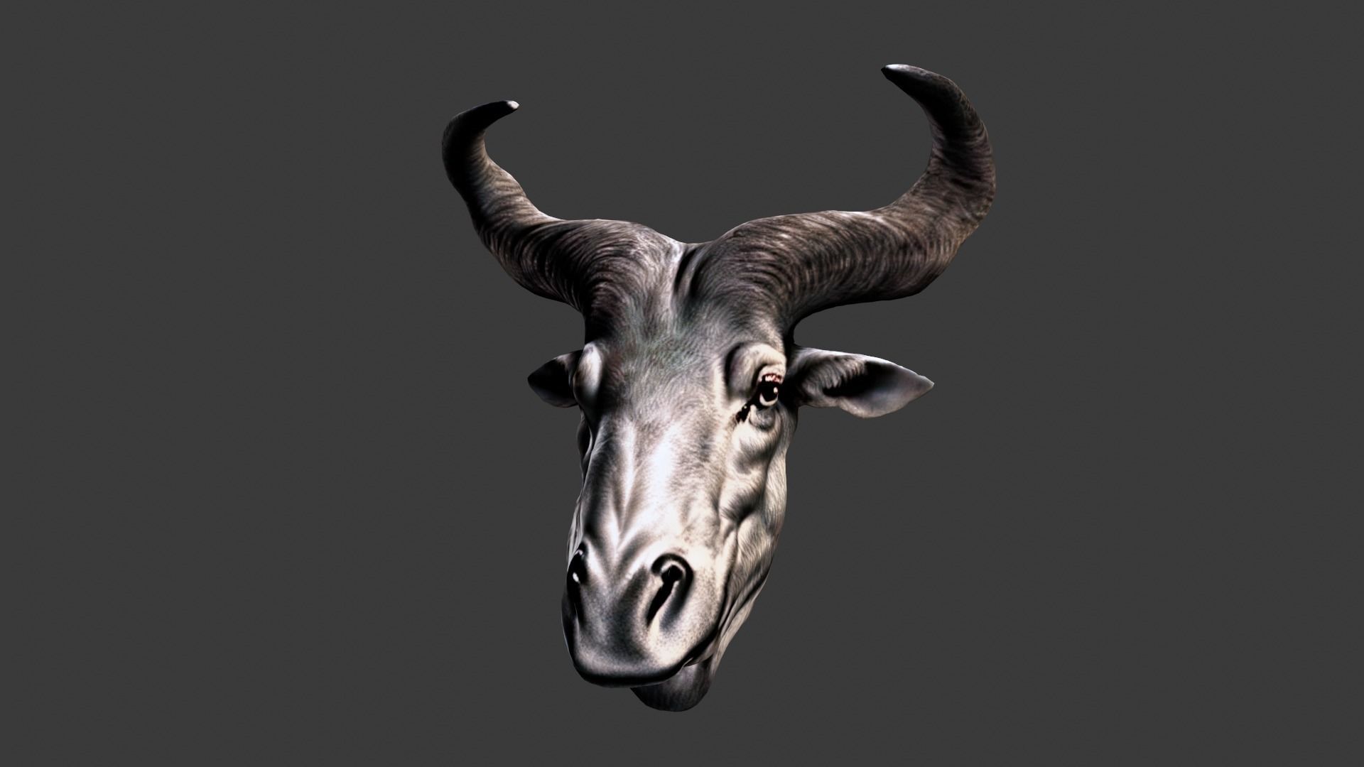 Deer Animal Head Low-poly 3D model_5