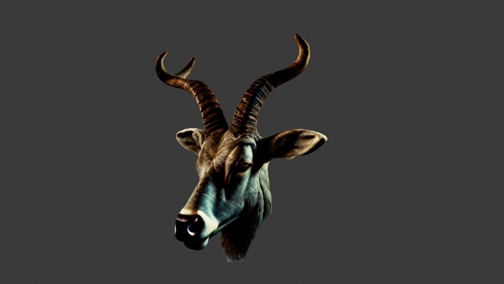 Deer Animal Head Low-poly 3D model_2