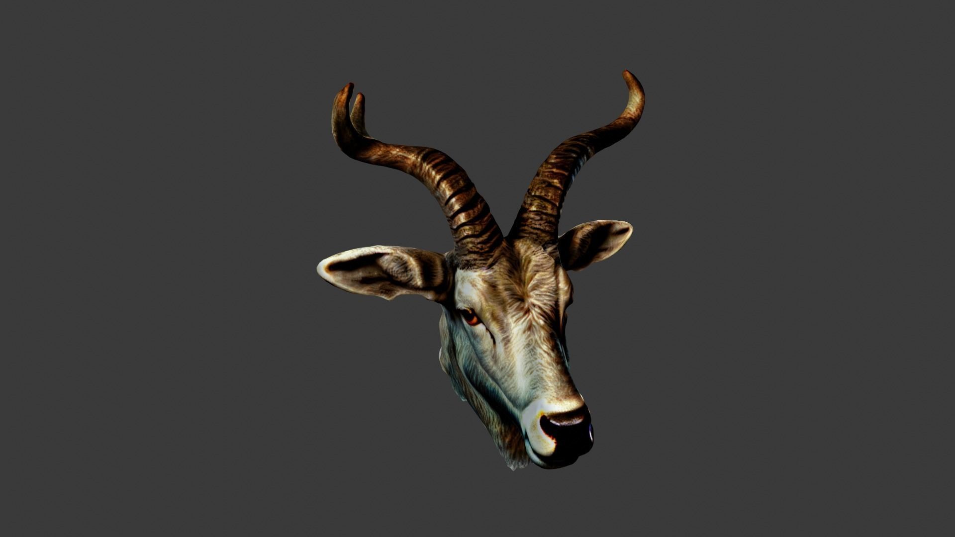 Deer Animal Head Low-poly 3D model_4