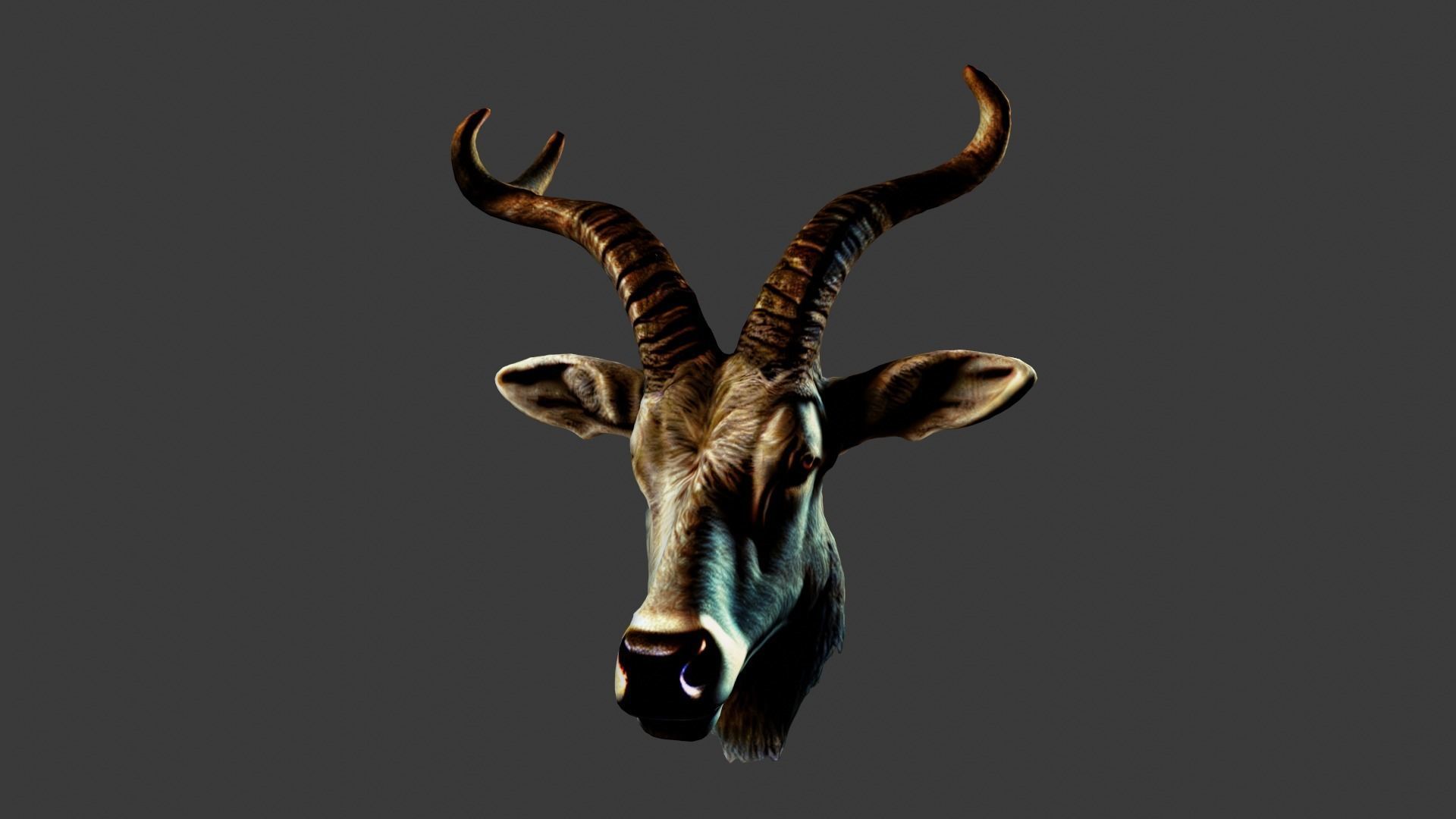 Deer Animal Head Low-poly 3D model_5
