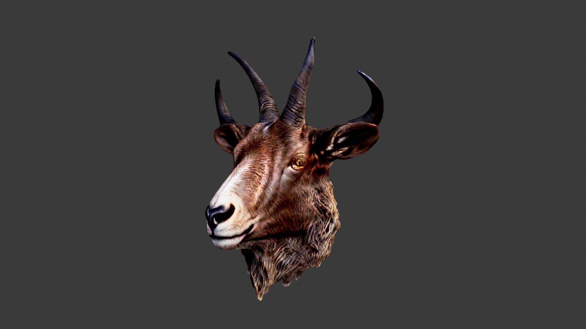 Animal Head Low-poly 3D model_2