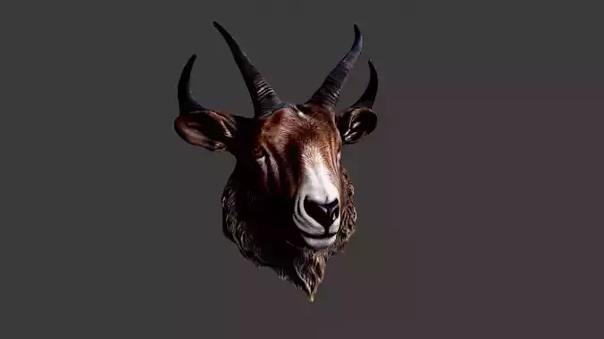 Animal Head