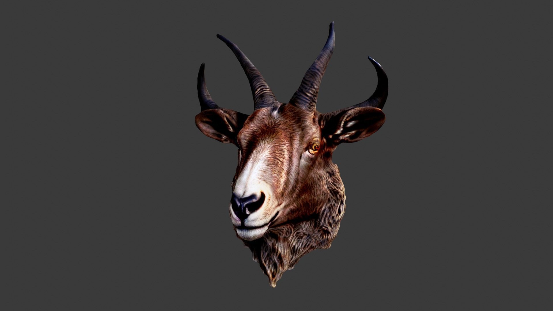 Animal Head Low-poly 3D model_5