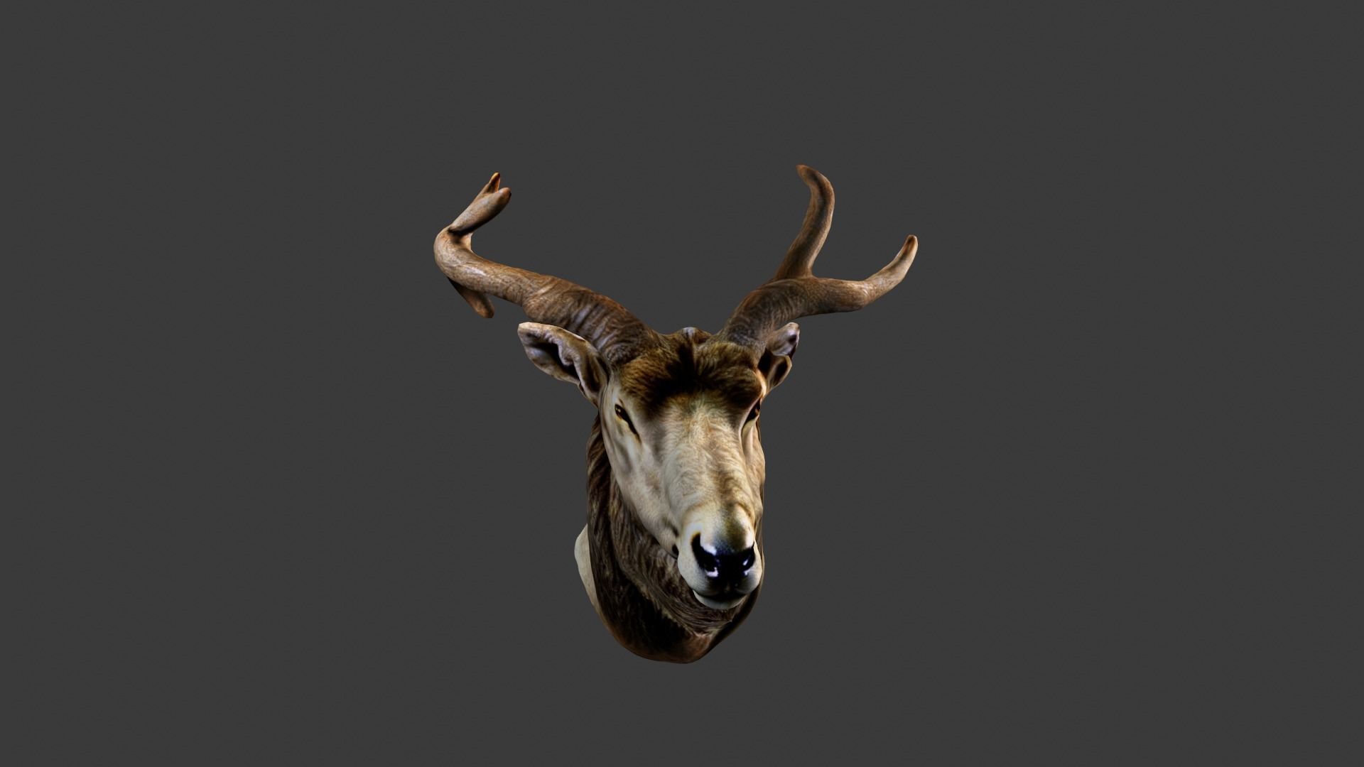 Deer Animal Head Low-poly 3D model_3