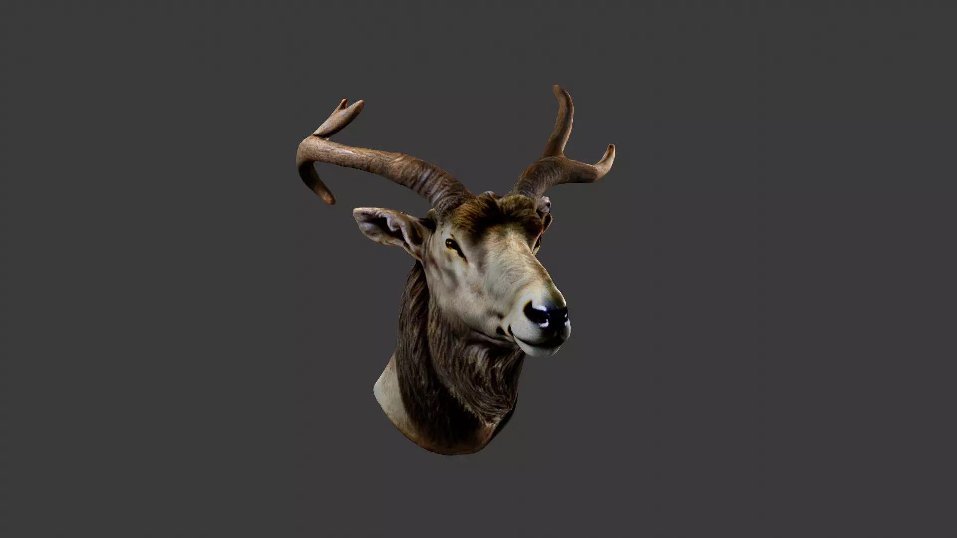 Deer Animal Head Low-poly 3D model_0