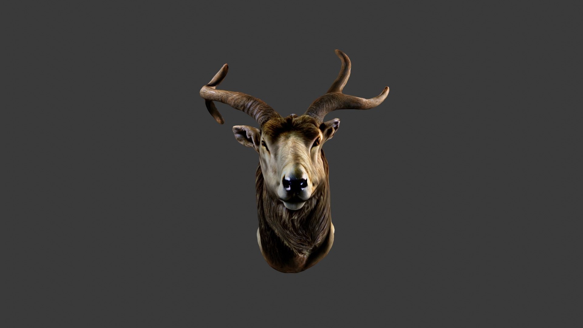 Deer Animal Head Low-poly 3D model_1