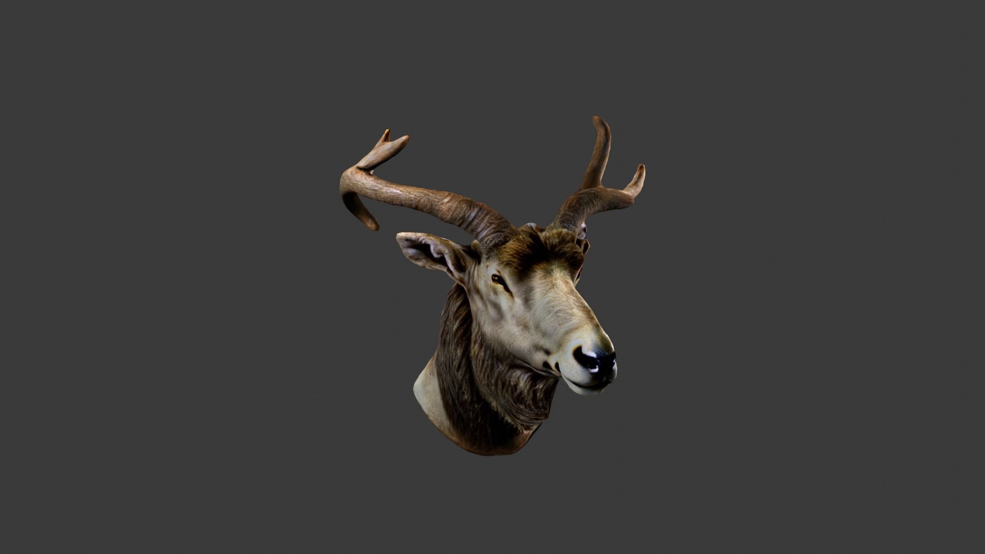 Deer Animal Head Low-poly 3D model_4