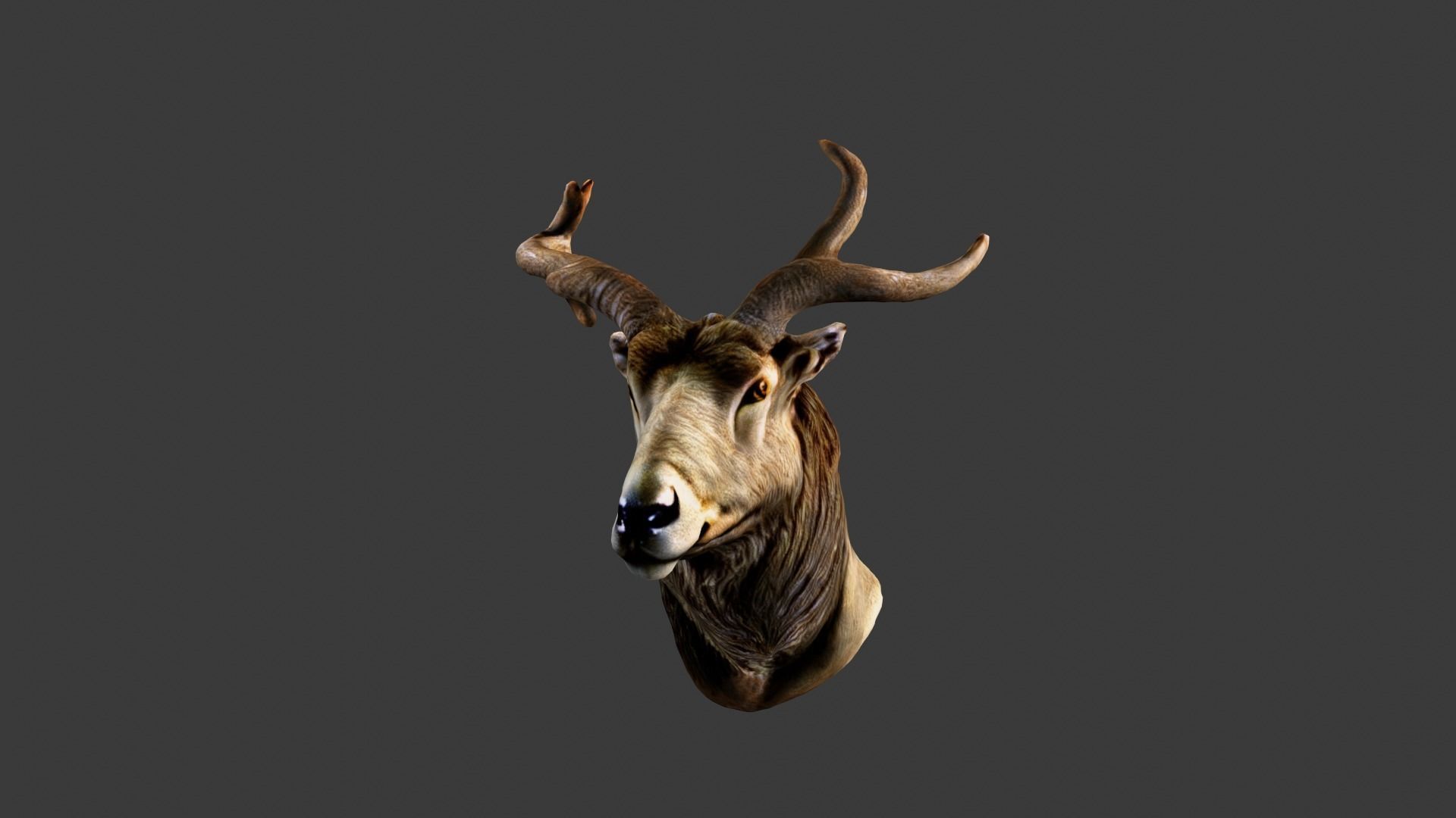 Deer Animal Head Low-poly 3D model_5