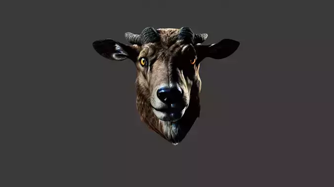 Animal Head