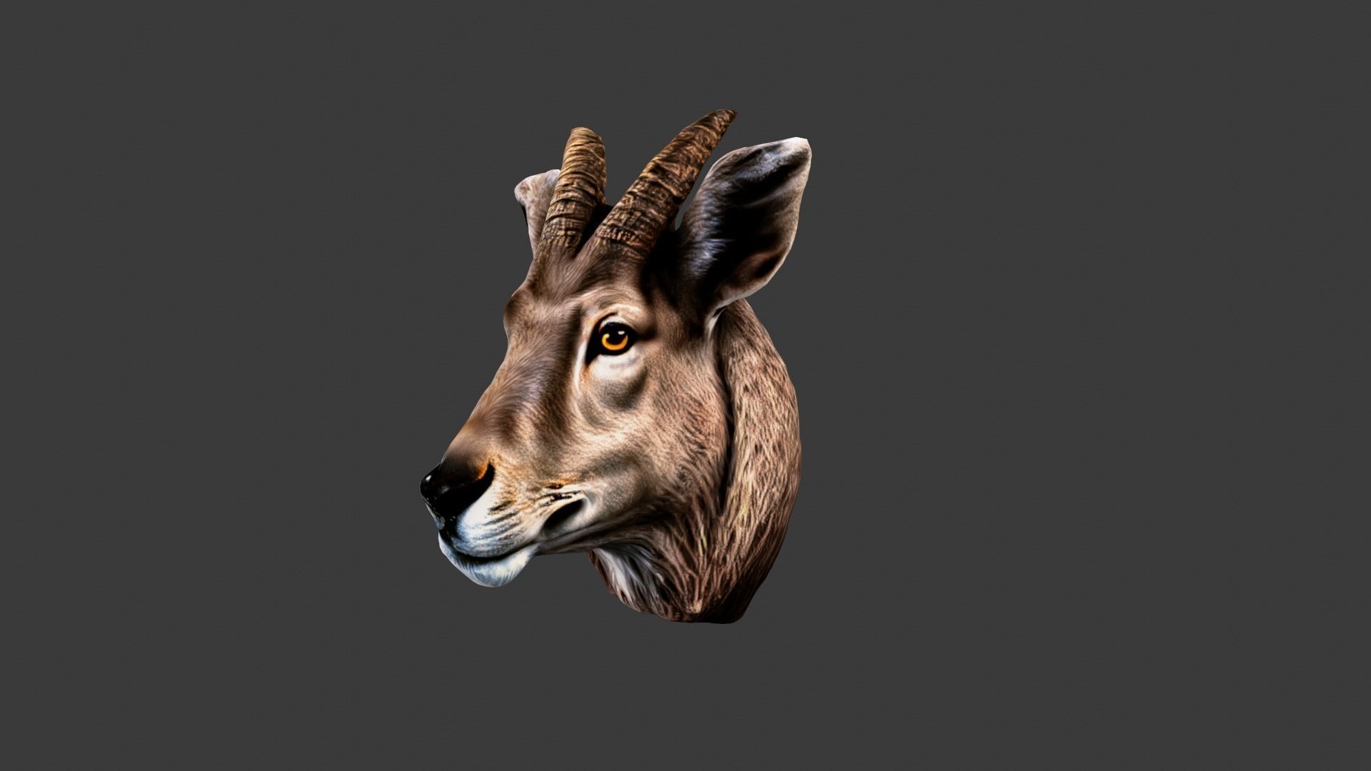Animal Head Low-poly 3D model_2