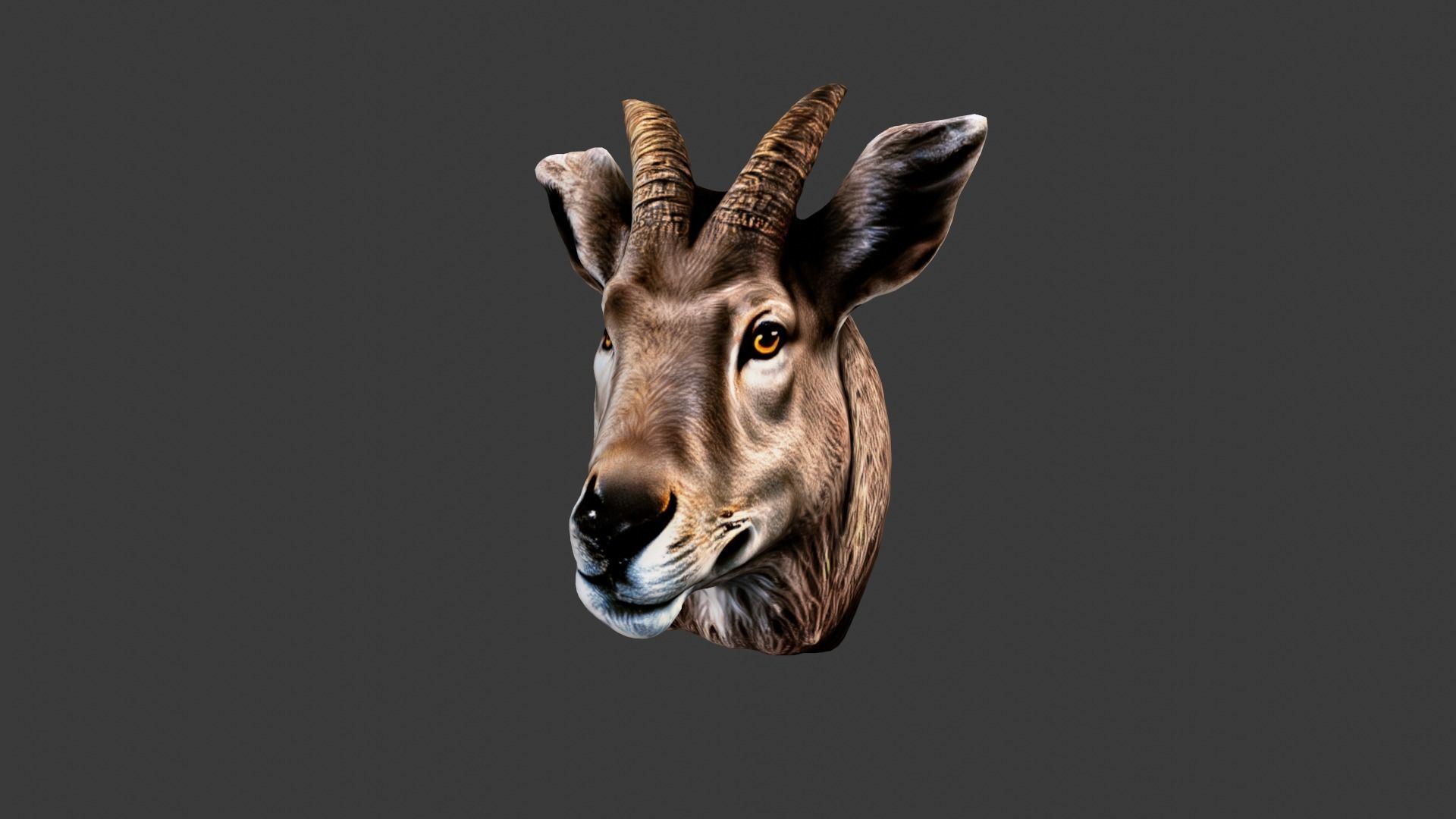 Animal Head Low-poly 3D model_5