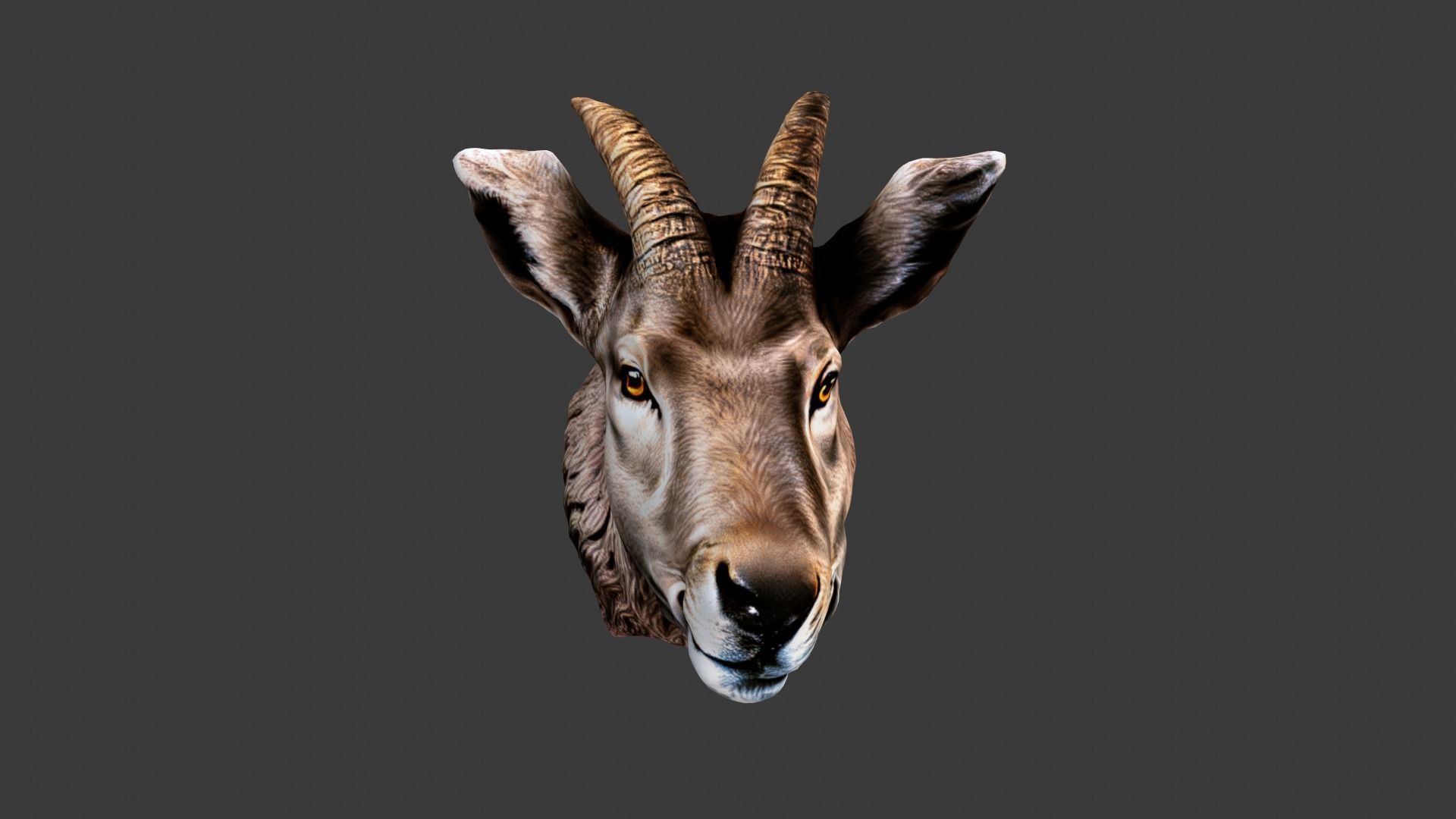 Animal Head Low-poly 3D model_3