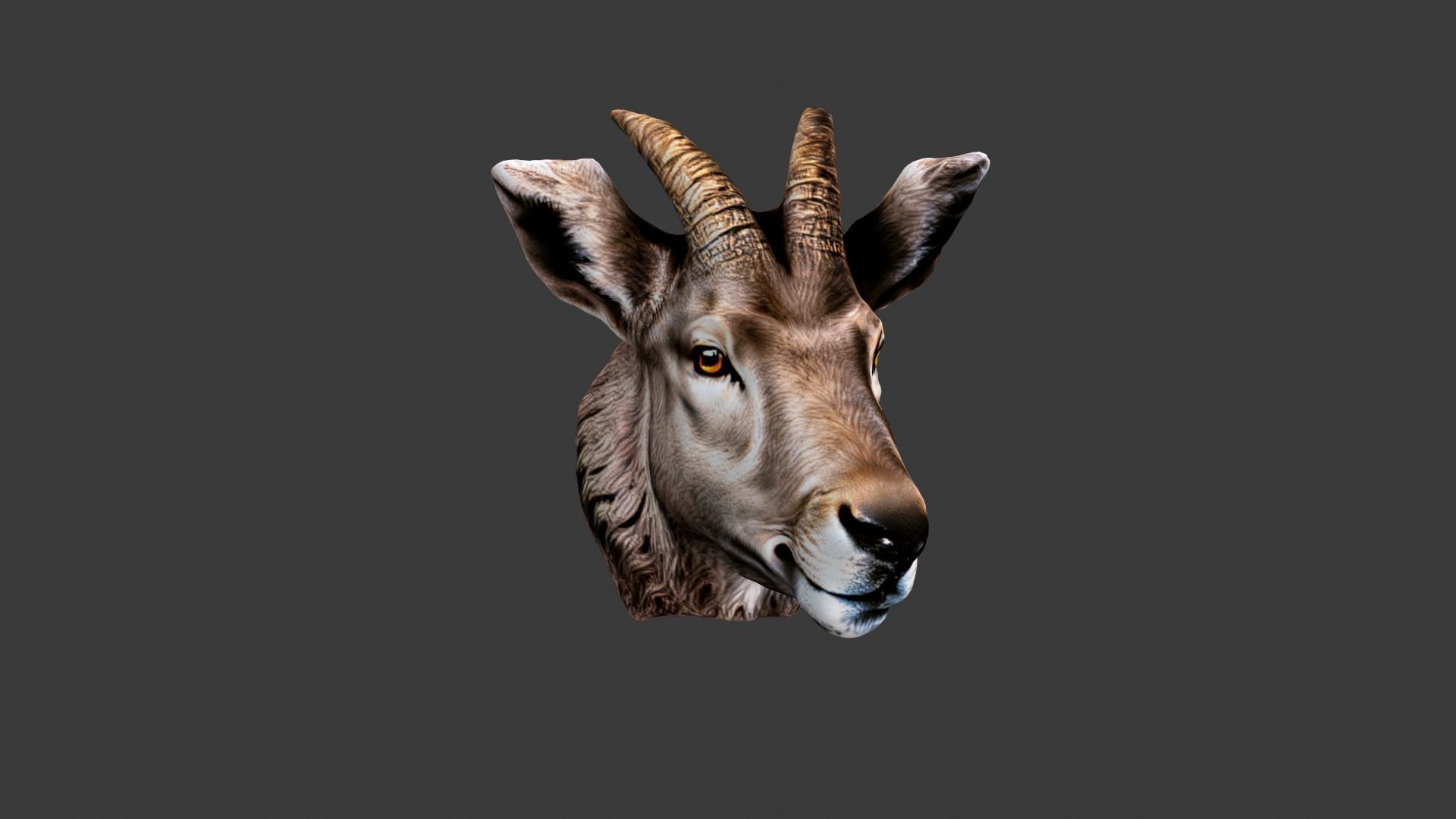 Animal Head Low-poly 3D model_4