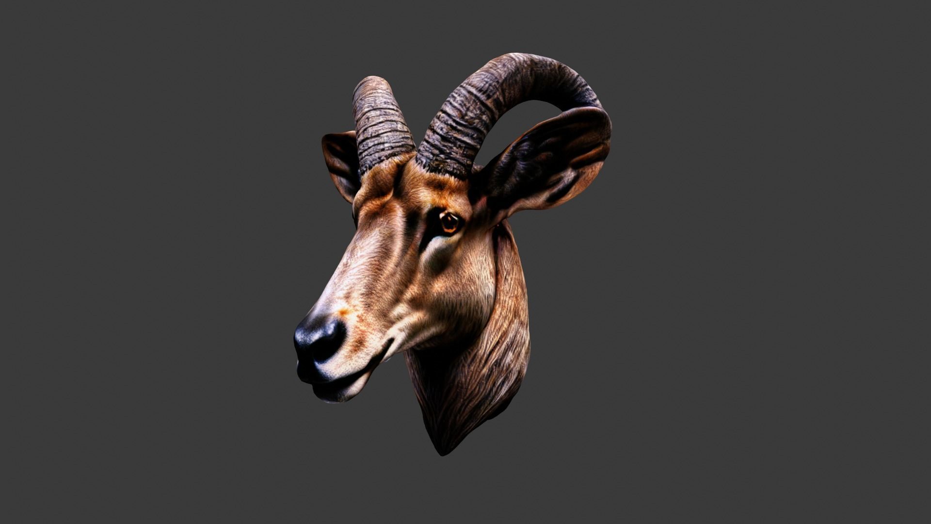 Deer Animal Head Low-poly 3D model_2