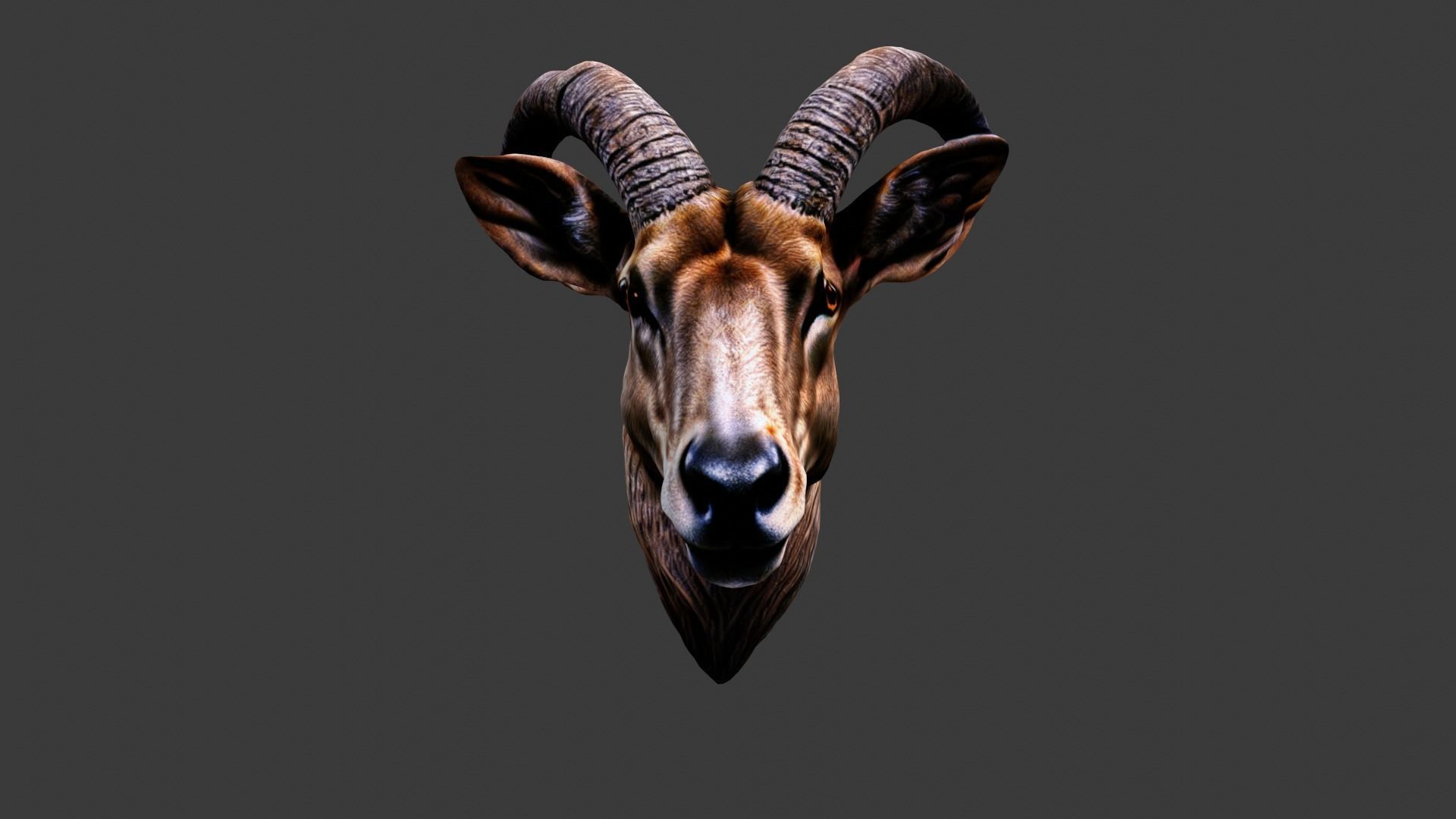 Deer Animal Head Low-poly 3D model_1