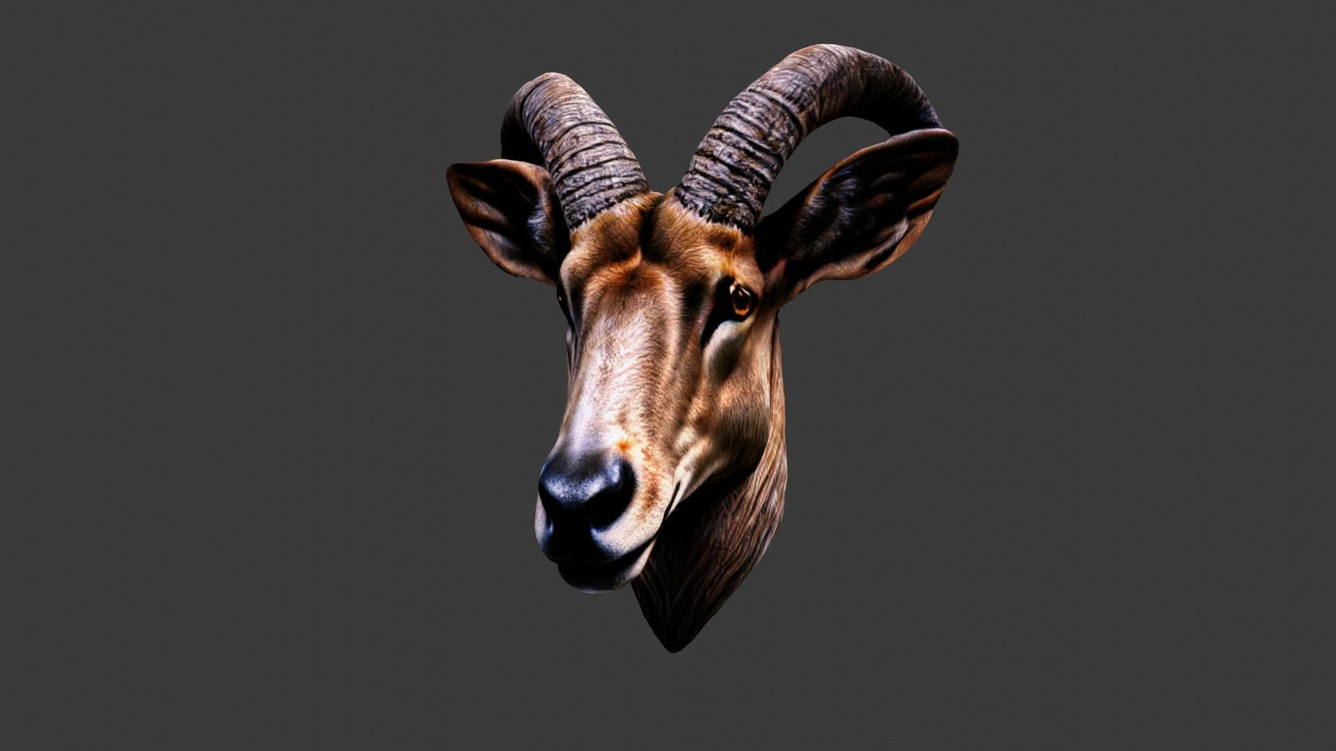 Deer Animal Head Low-poly 3D model_5