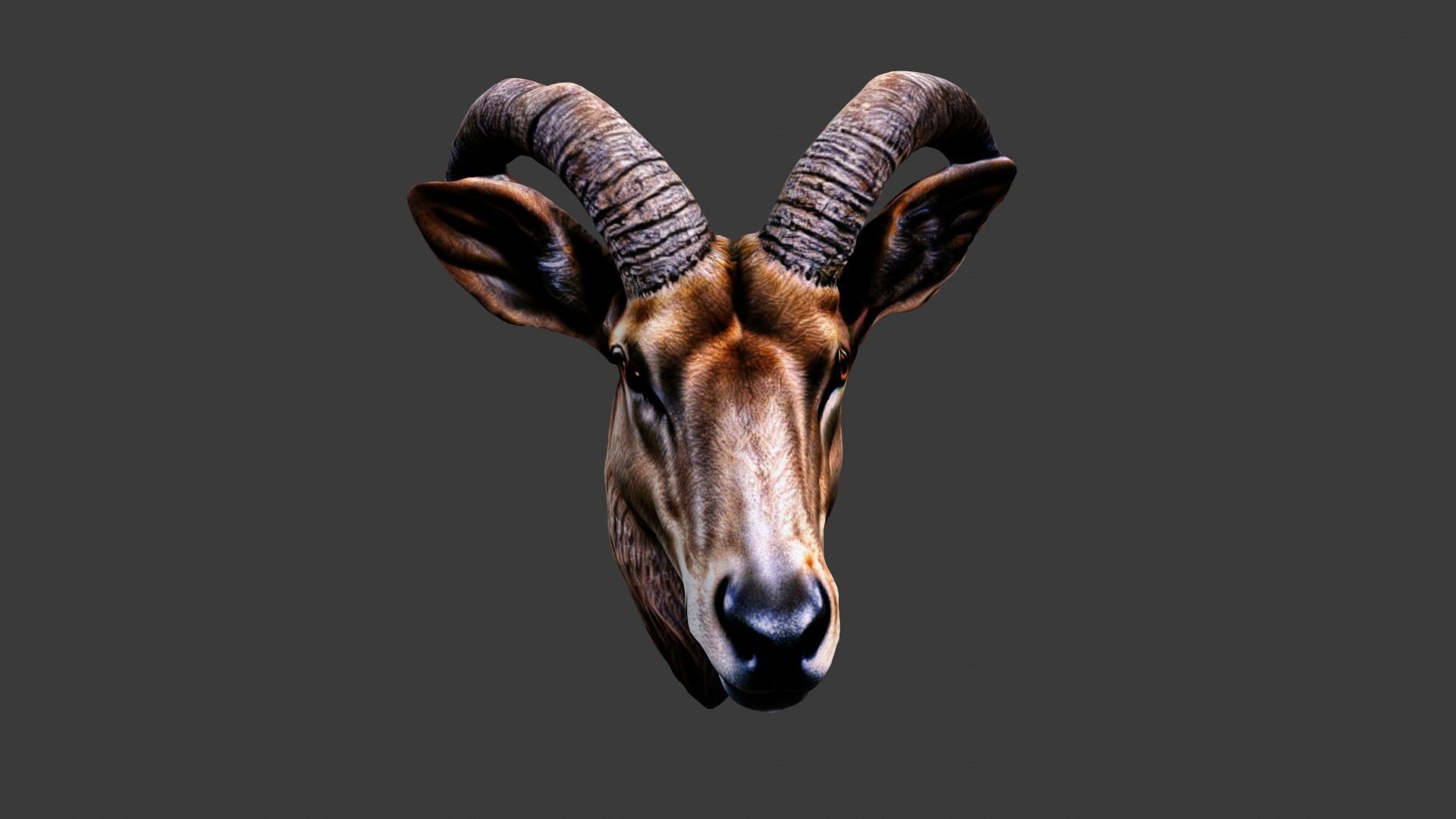 Deer Animal Head Low-poly 3D model_3