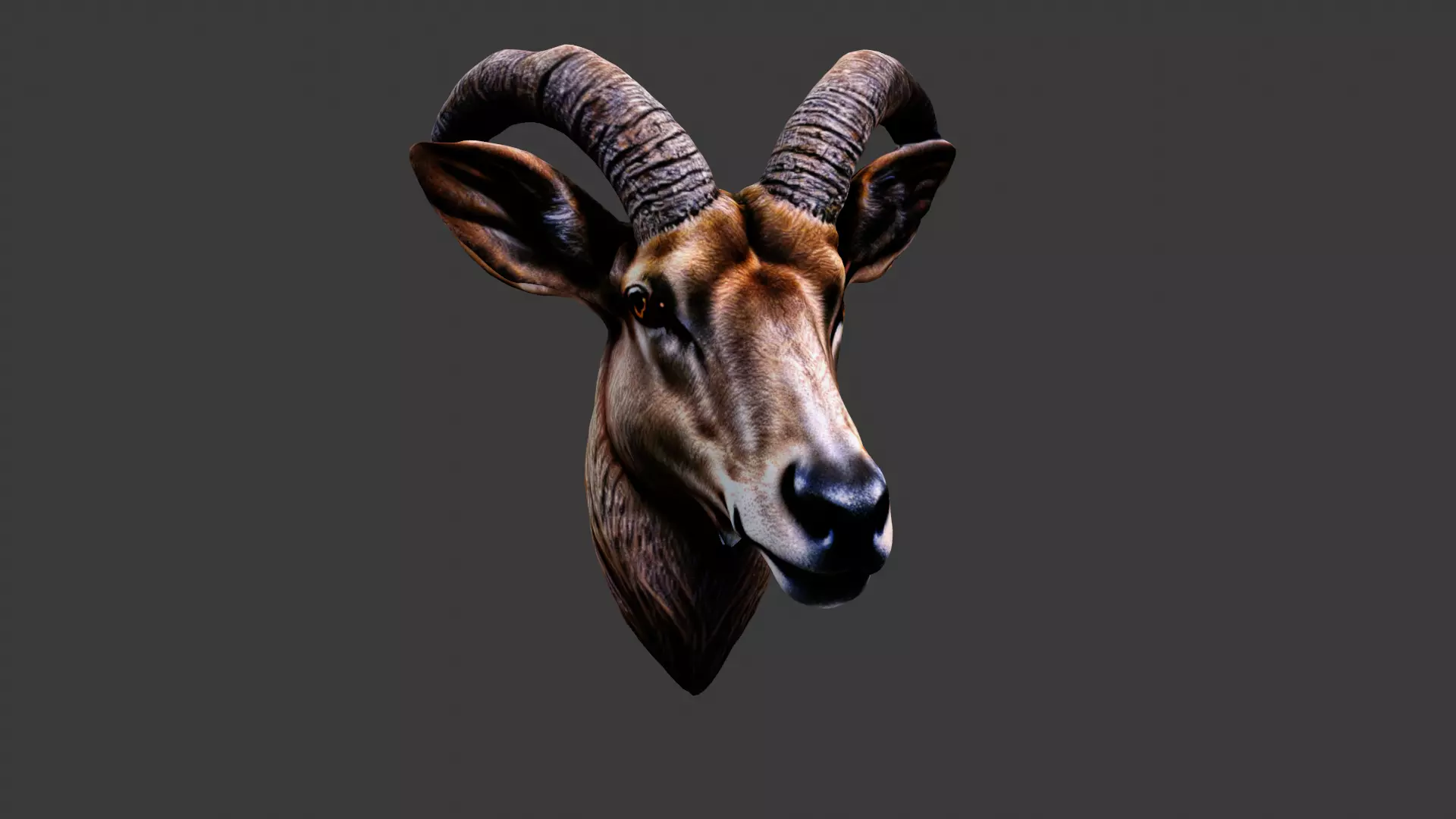 Deer Animal Head Low-poly 3D model_0