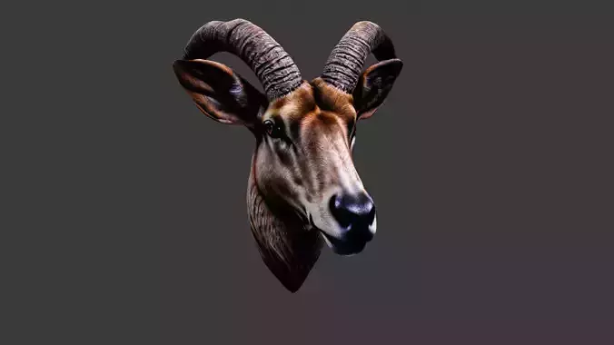 Deer Animal Head